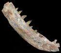 Raptor Jaw Section With Six Teeth - Morocco #50634-1